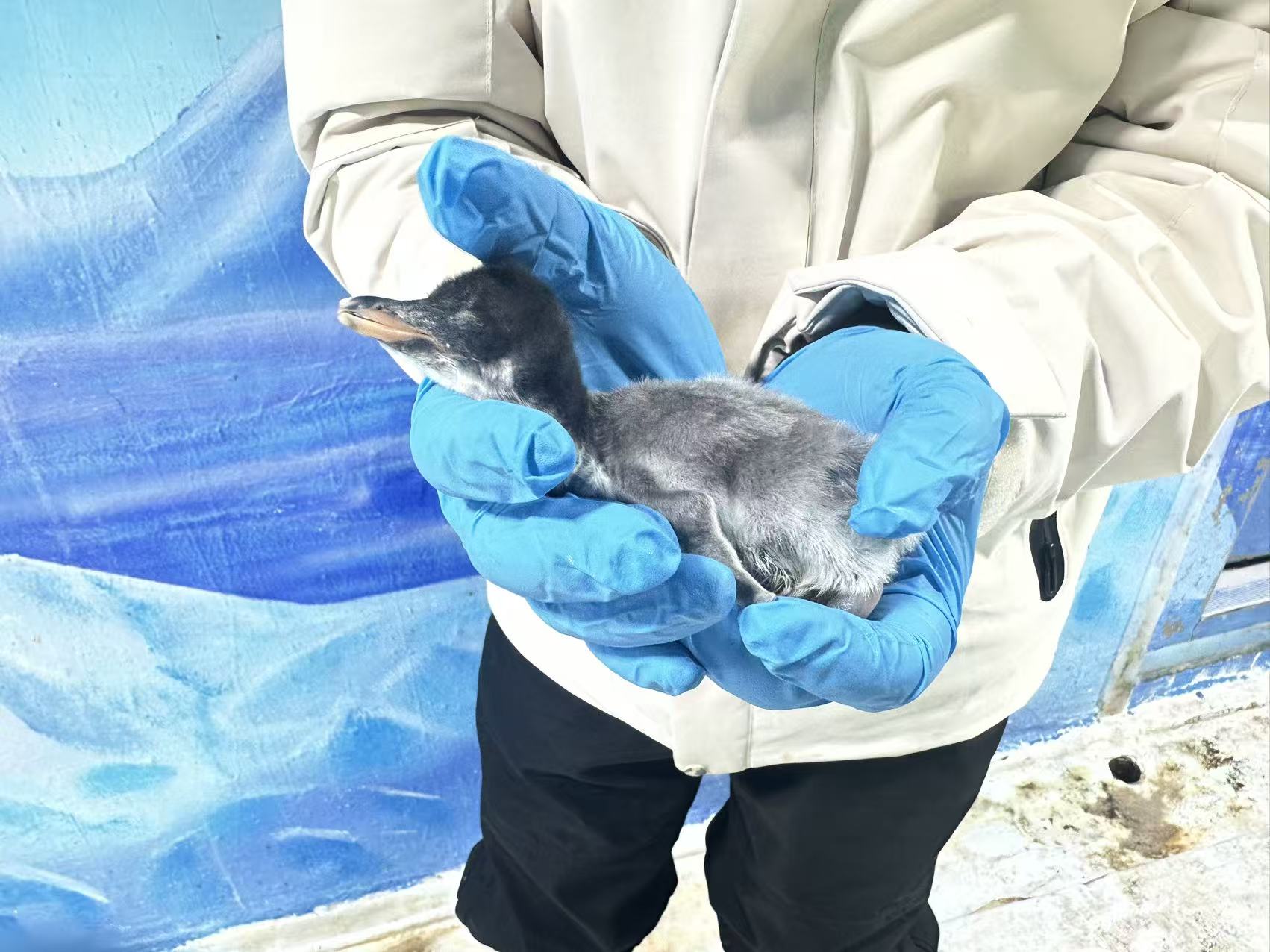 成功孵化的企鵝寶寶。重慶歡樂海底世界供圖