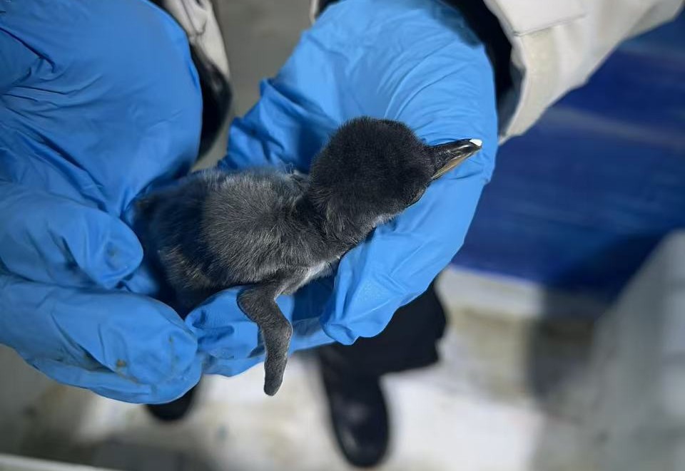 成功孵化的企鵝寶寶。重慶歡樂海底世界供圖