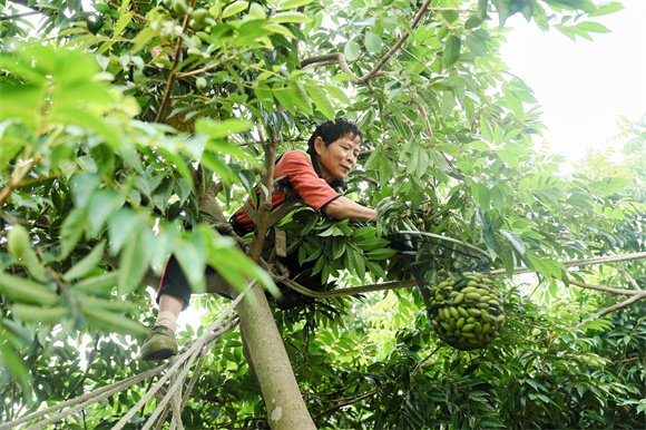 采橄欖比賽。江津區委宣傳部供圖 第1眼TV-華龍網發