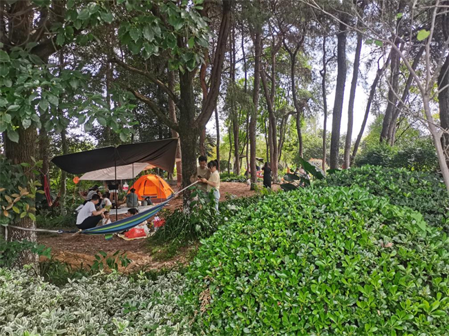 游客在森林公園露營。鐵山坪街道供圖 第1眼TV-華龍網發