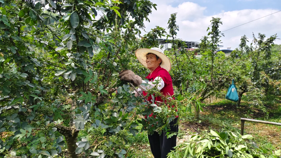 豐收季，椒農正在采收花椒 重慶市江津區知識產權局供圖