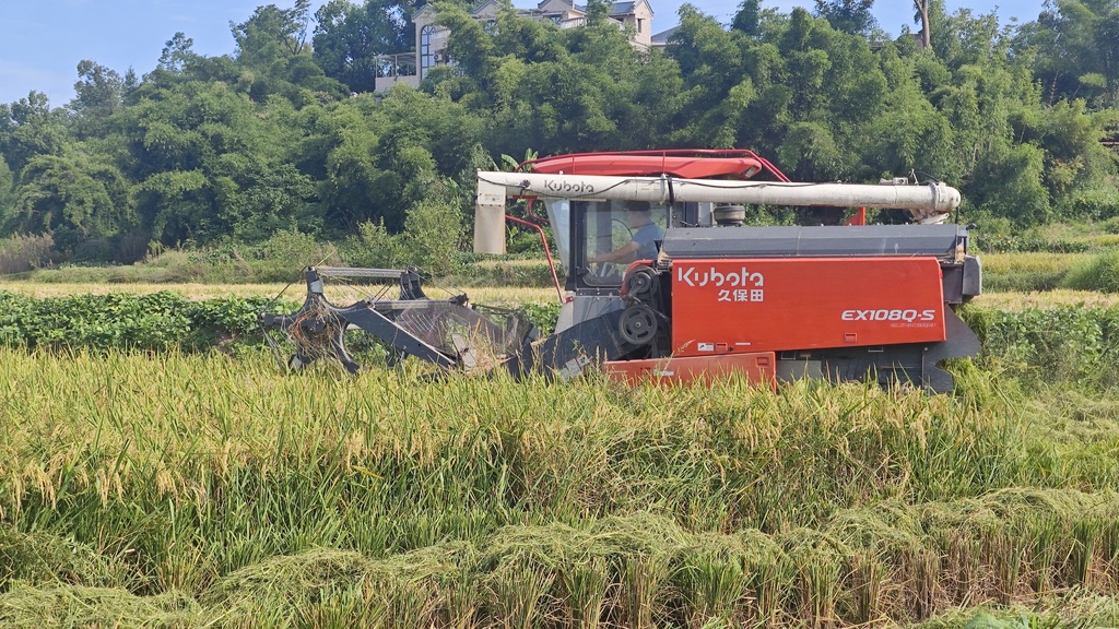 機器在田間收割。 白沙鎮供圖 第1眼TV-華龍網發