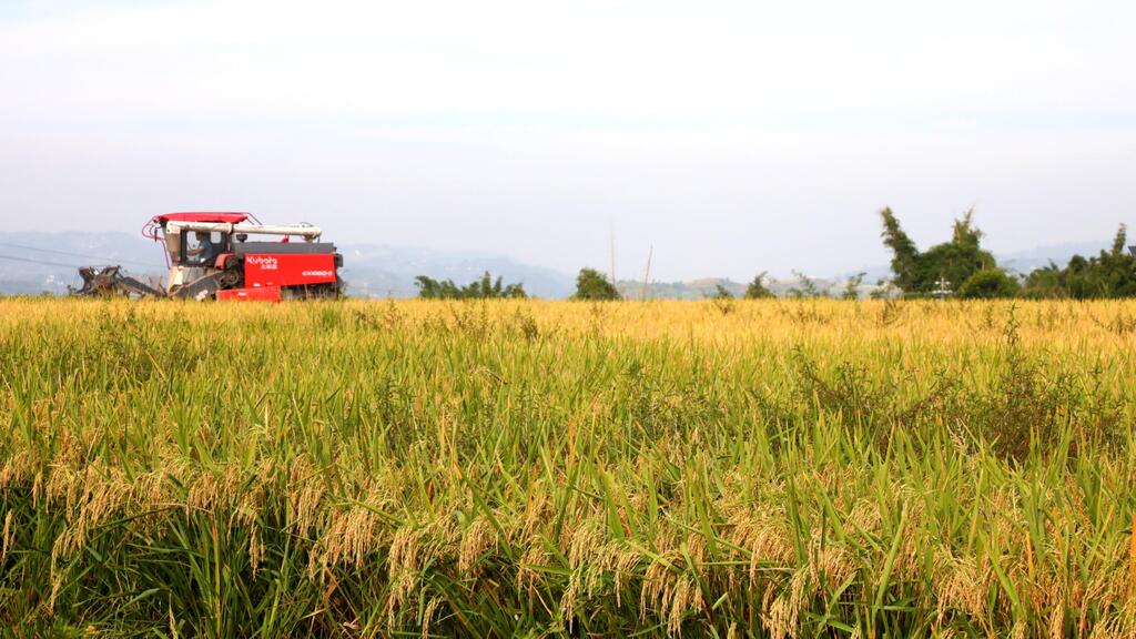 機器在田間收割。白沙鎮供圖 第1眼TV-華龍網發