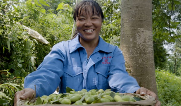 橄欖喜獲豐收。江津區委宣傳部供圖 第1眼TV-華龍網發
