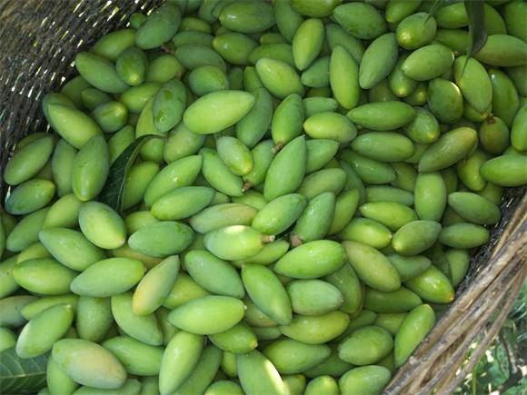 新鮮橄欖。江津區委宣傳部供圖 第1眼TV-華龍網發