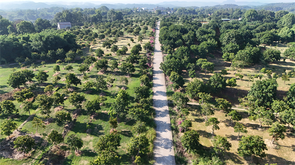 石蟆集中連片種植的橄欖。江津區委宣傳部供圖 第1眼TV-華龍網發