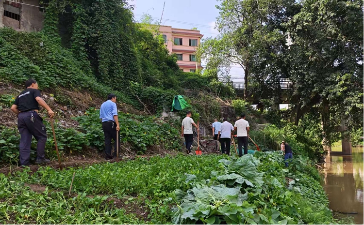 圖片1 對新村社雜草及白色垃圾進行清理。江北新城公司供圖 第1眼TV-華龍網發