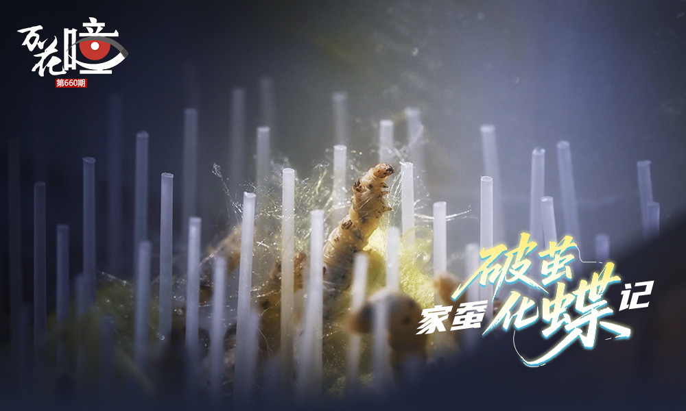 當下，正是春蠶養殖的黃金時期。作為全國最重要的蠶桑產區，重慶近年來發揮科技的支撐作用，不僅構建起標準化的飼料生產體系與智能化家蠶養殖模式，更依托現代生物技術，通過改造家蠶基因序列，突破傳統產絲的單一用途，在醫學、工業等領域應用開辟了新的場景。