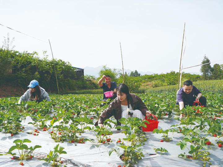 Tourists picking strawberries in the field