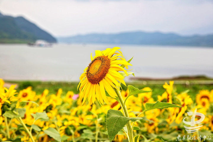 Sunflowers stand tall along the riverbank