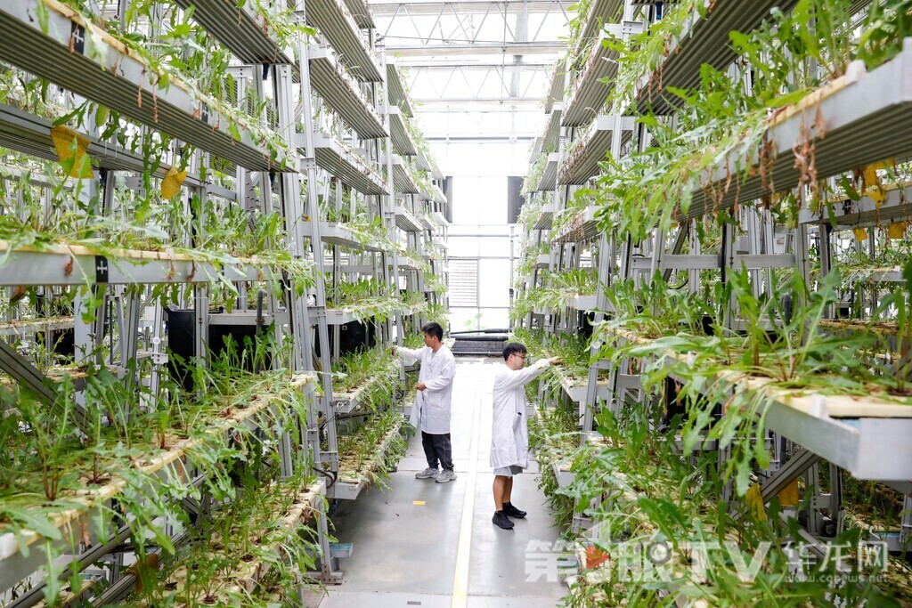 04 魚菜共生智能工廠,新一輪的蔬菜正在生長中。第1眼TV-華龍網記者 石濤 攝