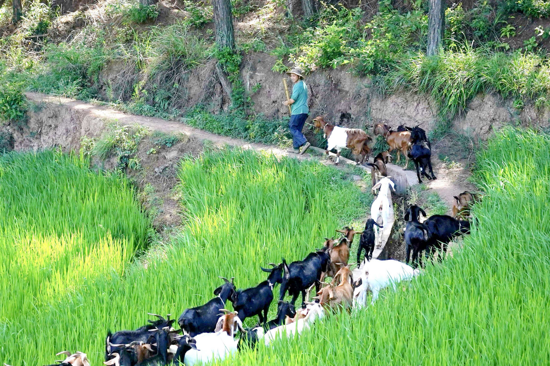 村民正在放羊。南川區(qū)文化和旅游委供圖