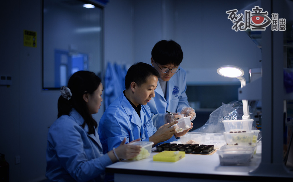 “目前，我們研發的醫用蠶絲生物材料已通過動物模型實驗驗證，數據顯示其在促進組織修復、生物相容性等關鍵指標上表現優異，為臨床轉化提供了重要依據。”李志清說，研發團隊正積極與企業和醫院進行合作，開展臨床實驗，比如子宮內膜修復、唇腭裂修復等。