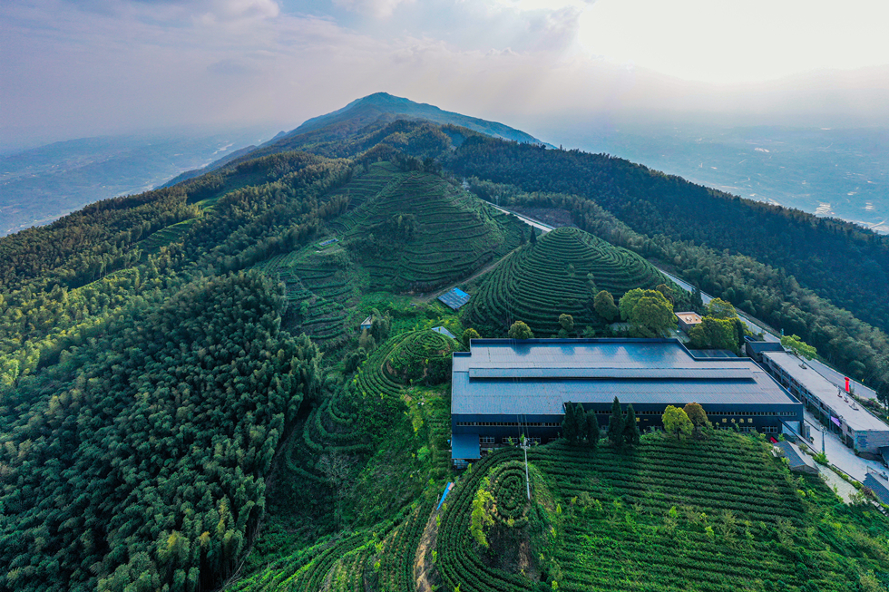 “水南竹語位于茶山竹海內(nèi)的有機(jī)茶園。永川區(qū)委宣傳部供圖