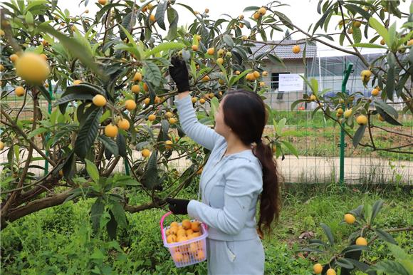 采摘枇杷。特約通訊員 鄧小強 攝