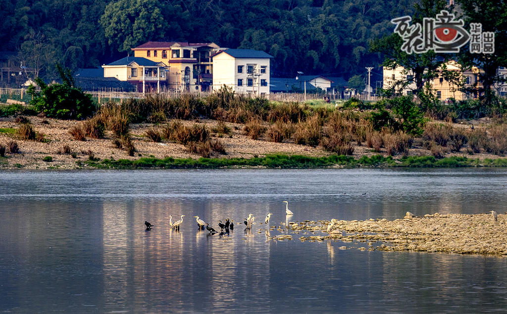 安居國家濕地公園位于銅梁區(qū)，規(guī)劃面積約475公頃，有7種珍稀鳥類+38種長江特有魚類，含“活化石”巖原鯉，是珍稀物種庇護所，該濕地公園通過“兩江六岸”系統(tǒng)構建起長江上游生態(tài)屏障。