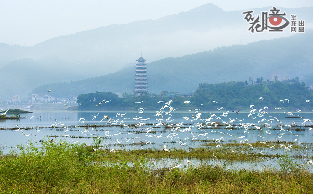 漢豐湖國家濕地公園位于開州區(qū)，規(guī)劃面積約1332公頃，作為西南地區(qū)重要的濕地驛站，這里不僅是19種國家二級保護鳥類和3種國家一級保護鳥類的重要棲息地，更記錄到年越冬候鳥數(shù)量超過2萬只。近年來，通過持續(xù)保護，該濕地監(jiān)測到8個首次現(xiàn)身漢豐湖的新鳥種。
