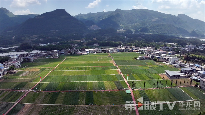 尖山鎮(zhèn)大包村馬鈴薯品種展示基地。第1眼TV-華龍網記者 李燊 攝