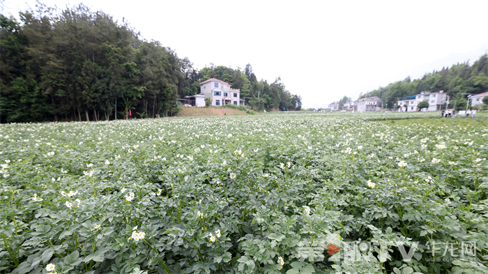 田地里馬鈴薯花開遍地。第1眼TV-華龍網記者 李燊 攝