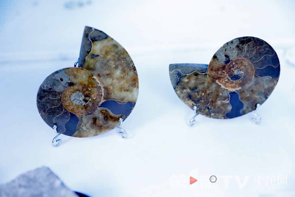 活動現場展示的菊石。第1眼TV-華龍網記者 陳洋 攝