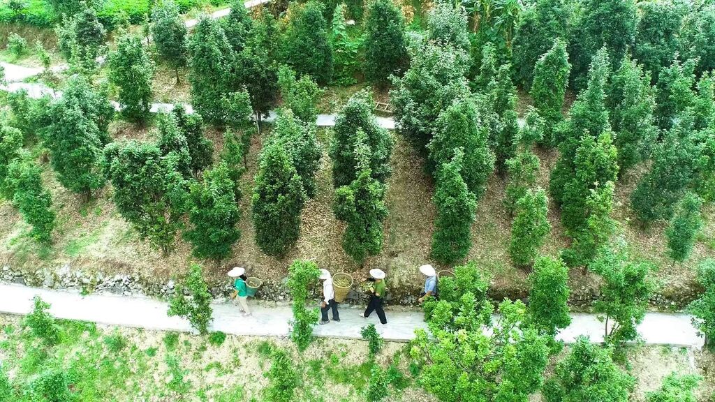 茶農們沿著修好的馬路去采茶。武隆浩口鄉政府供圖
