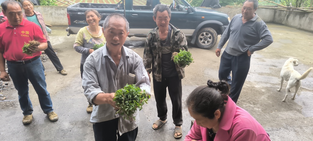 發放番茄苗。武隆浩口鄉政府供圖