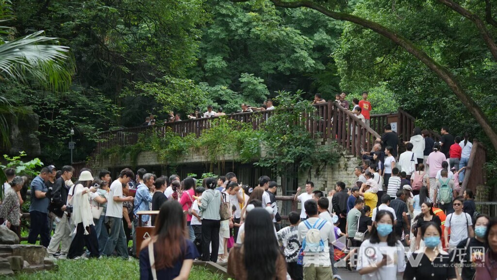端午節(jié)撞上“六一”兒童節(jié),重慶動(dòng)物園里游客眾多。第1眼TV-華龍網(wǎng)記者 陳毅 攝