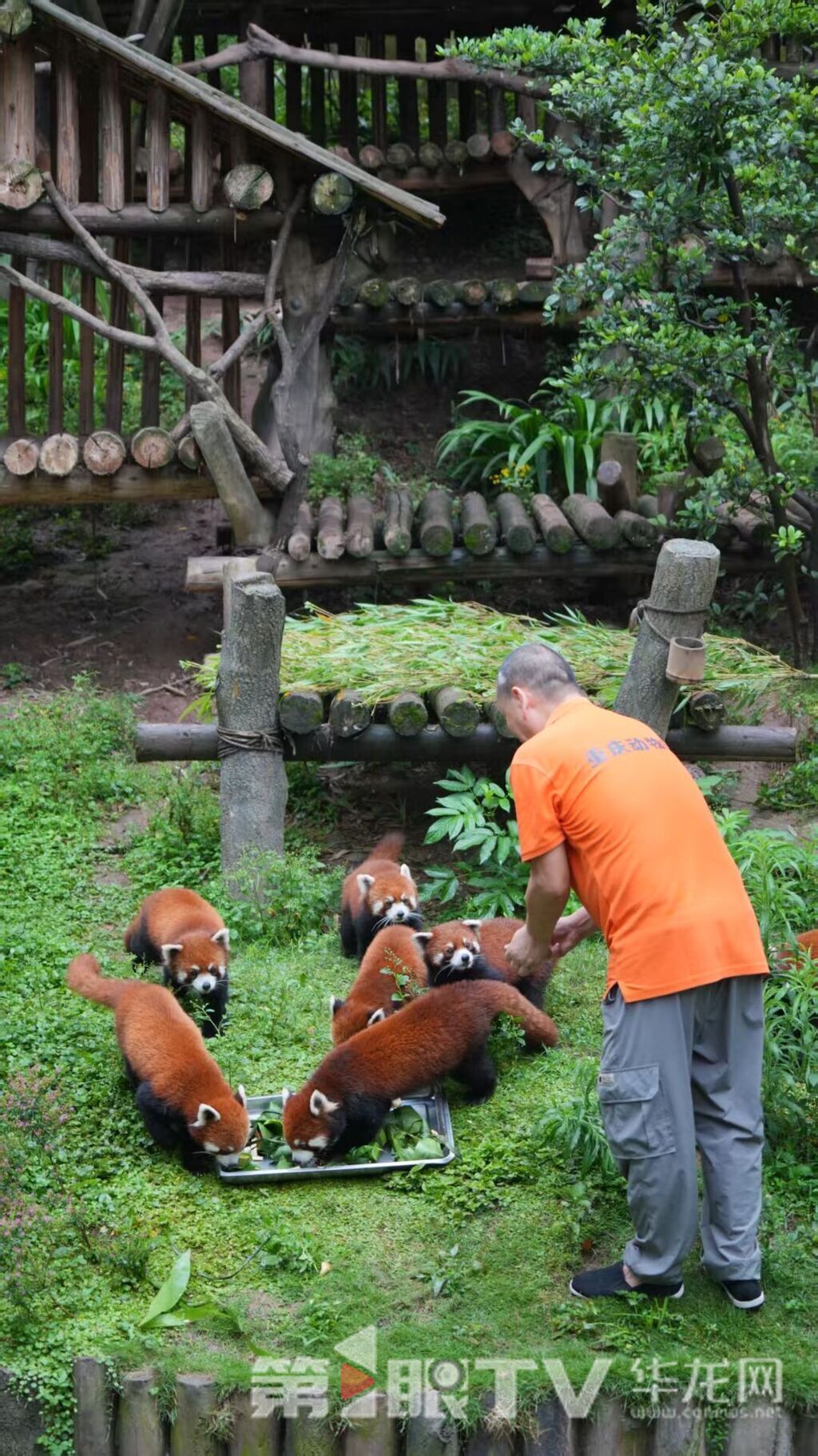 飼養(yǎng)員給小熊貓投喂特色粽子。第1眼TV-華龍網(wǎng)記者 陳毅 攝