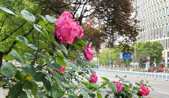 Cropped by 華龍芯 2025-05-04 20:06:51