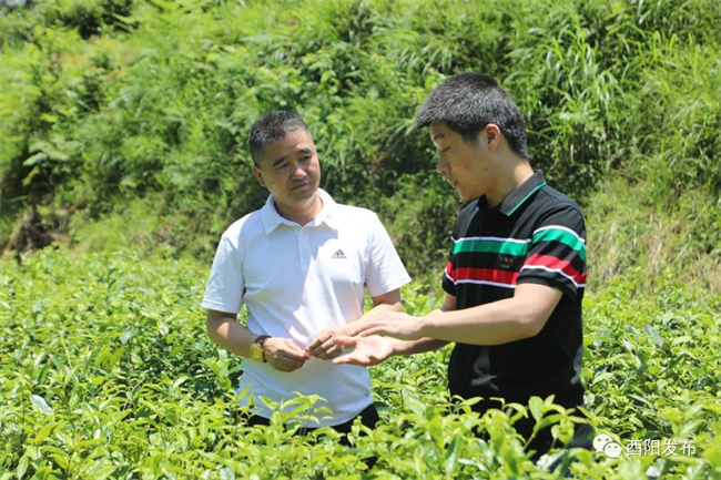 博士服務團成員王永鑫在講解茶葉栽培管理技術。資料圖片