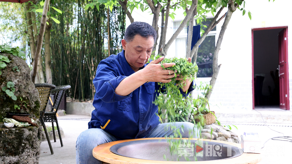 傳統手工制茶。第1眼TV-華龍網記者 李燊 攝