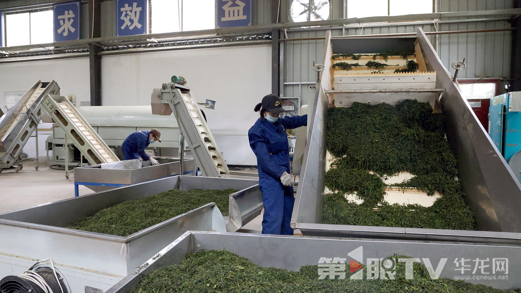 雞鳴茶業自動化生產線。第1眼TV-華龍網記者 李燊 攝