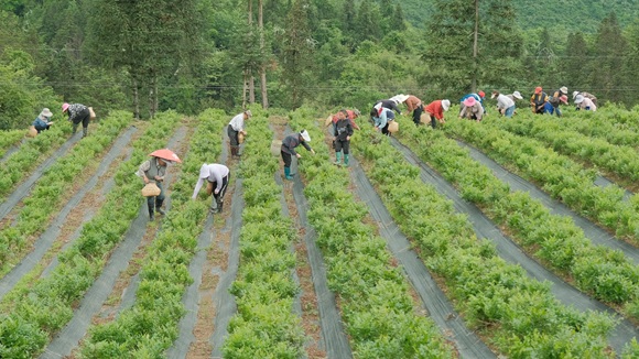 村民正在采摘藤茶 。通訊員 楊長萬 攝