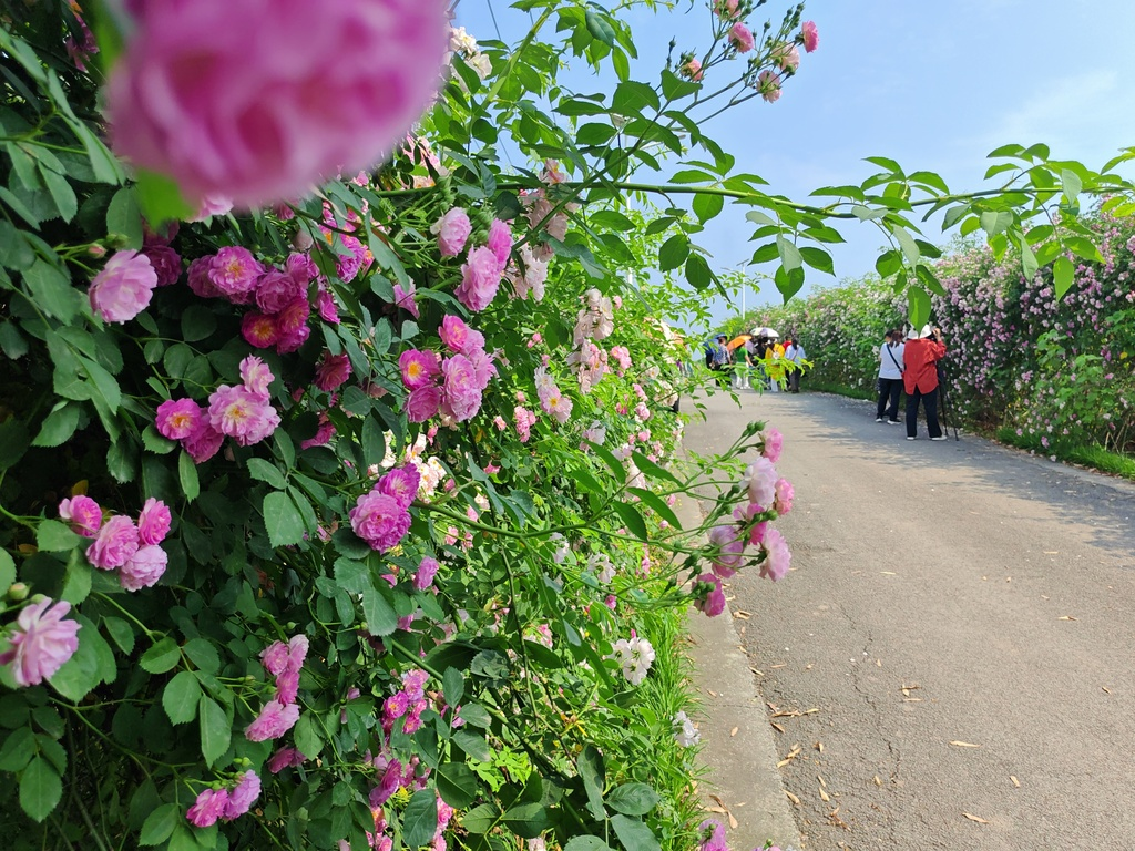 In the Baiguowan Scenic Spot of Renyi Town, roses are in full bloom