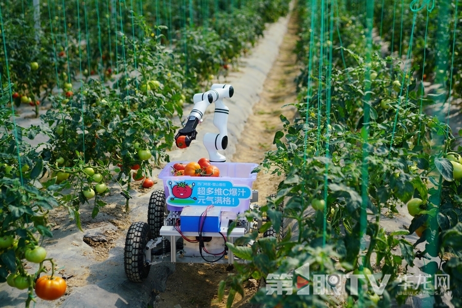 機器狗在番茄園里采摘番茄。記者 歐武夷 攝