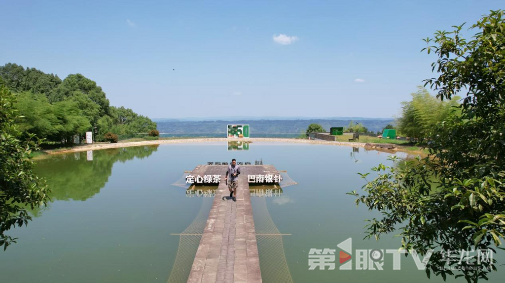 高鐵站旁的定心茶園。第1眼TV-華龍網首席記者 李文科 攝