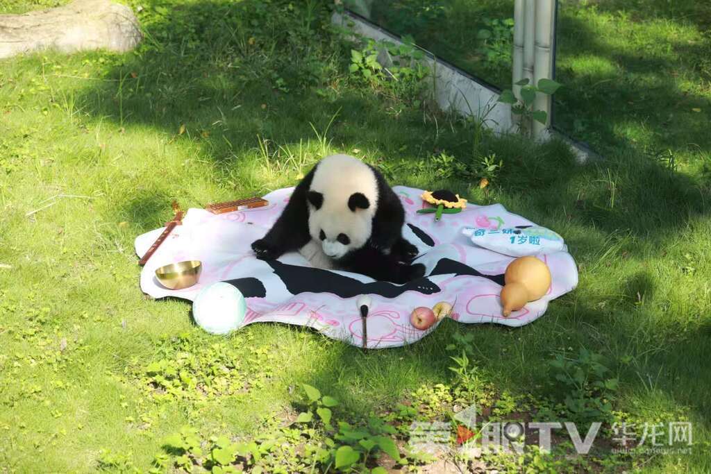 大熊猫“奇颖”抓周现场。