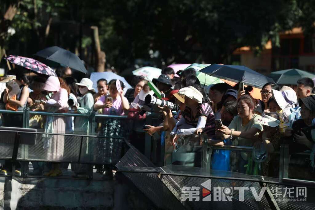 不少市民、游客观看大熊猫“奇颖”过生日。
