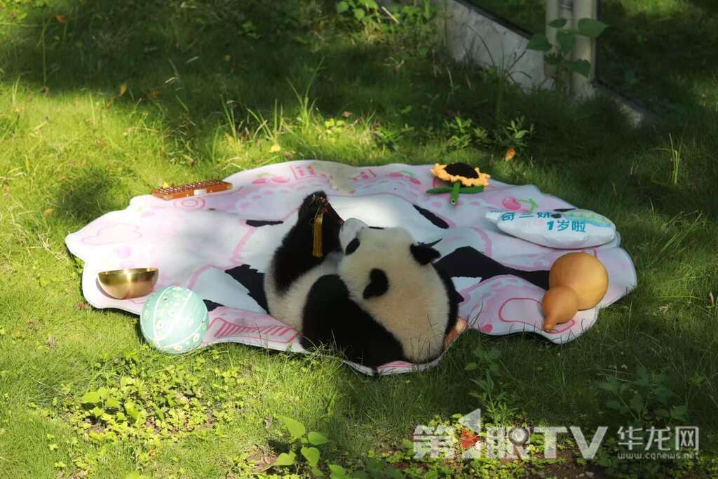 大熊猫“奇颖”抓周抓到了“宝剑”。