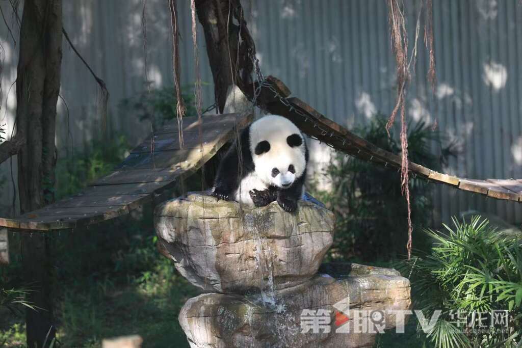 大熊猫“奇颖”戏水。