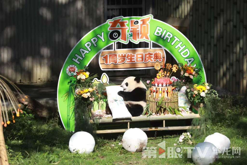 重庆动物园为大熊猫“奇颖”举办周岁庆生会。