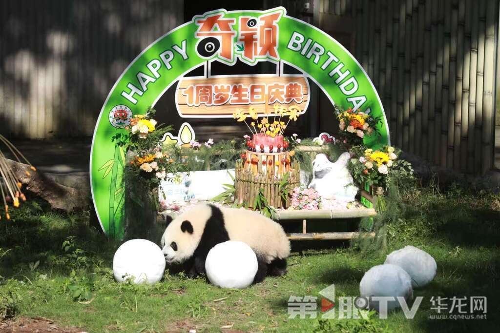 大熊猫“奇颖”喜庆周岁生日。