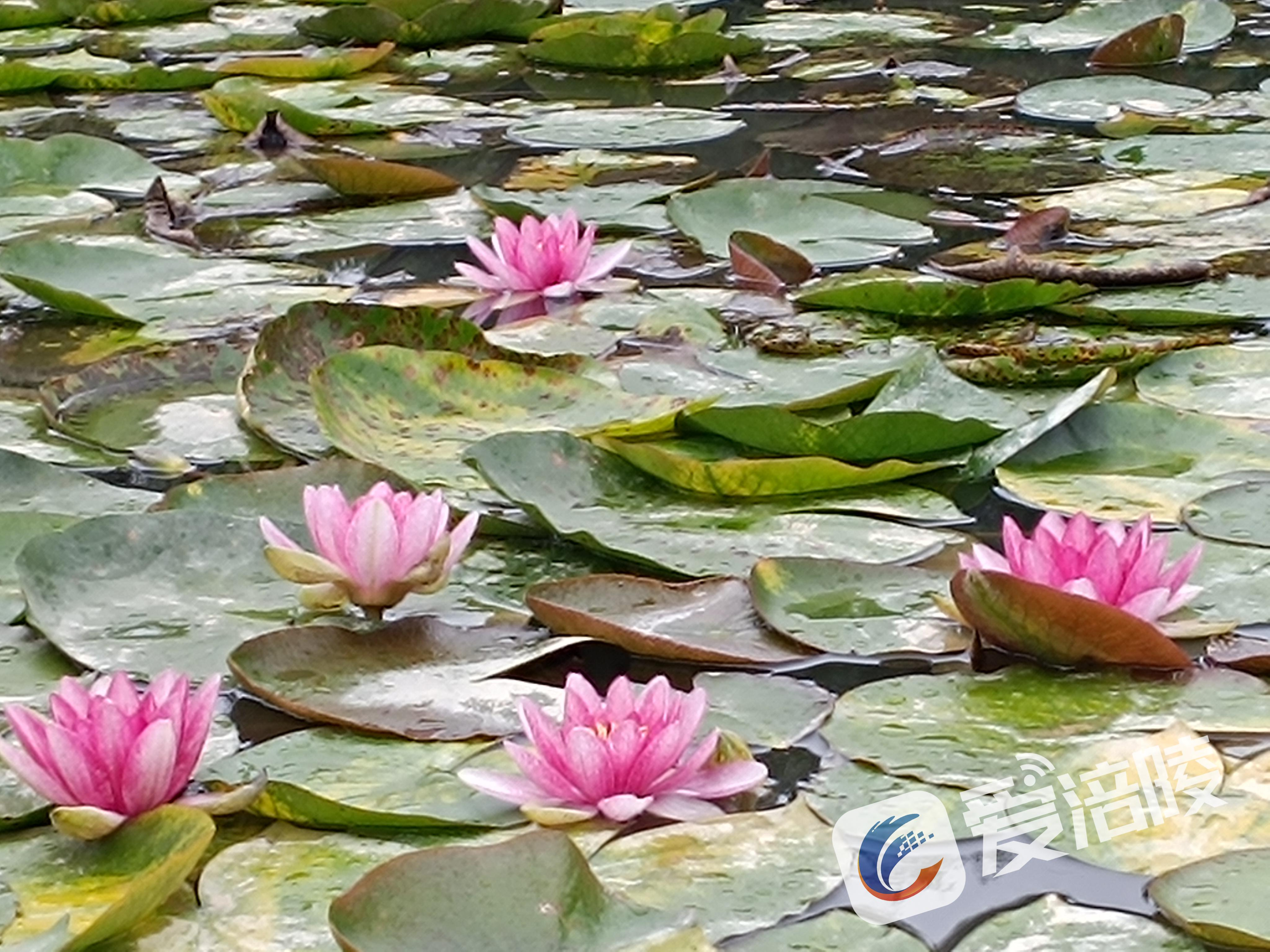 Quietly blossoming water lilies