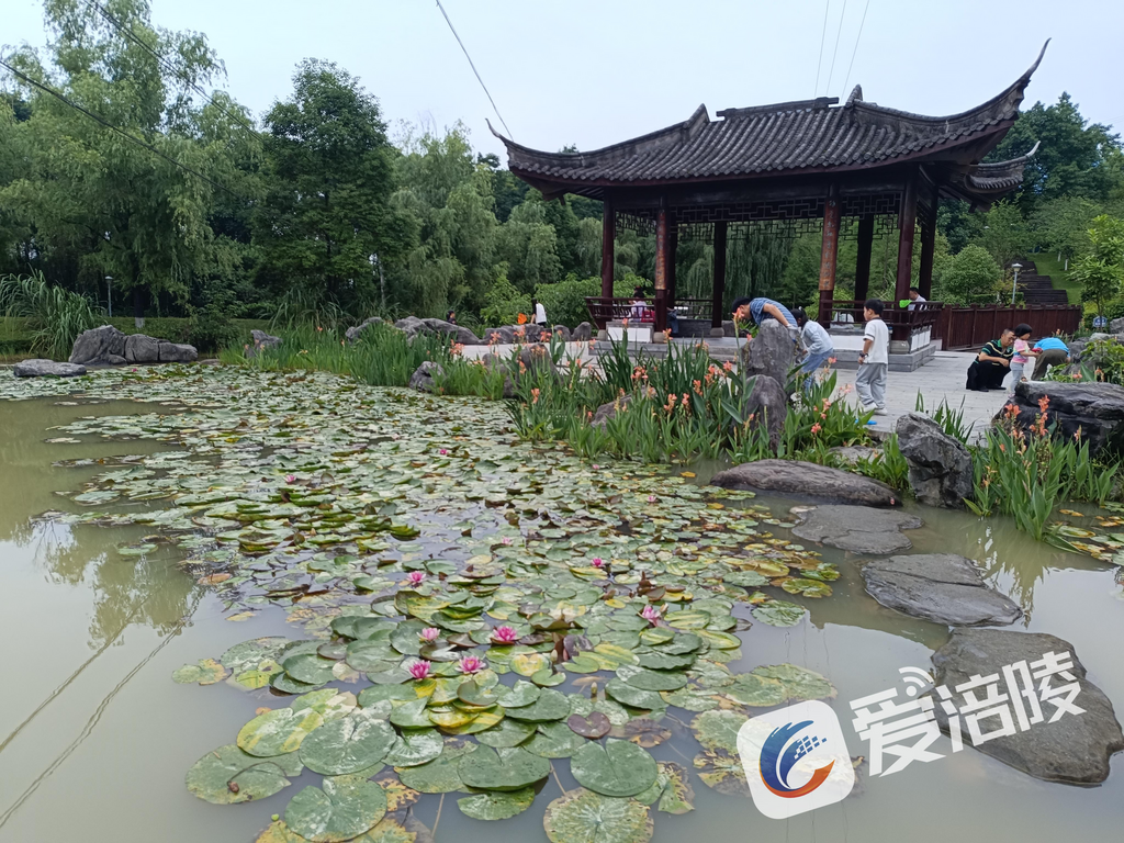 The water lilies at Lingbo Pavilion by the lake in Fuling Baihe Forest Park have quietly bloomed