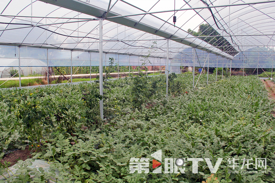 永川區五間鎮西瓜種植面積如今穩定在3000畝。第1眼TV-華龍網 張穎綠蕎 攝