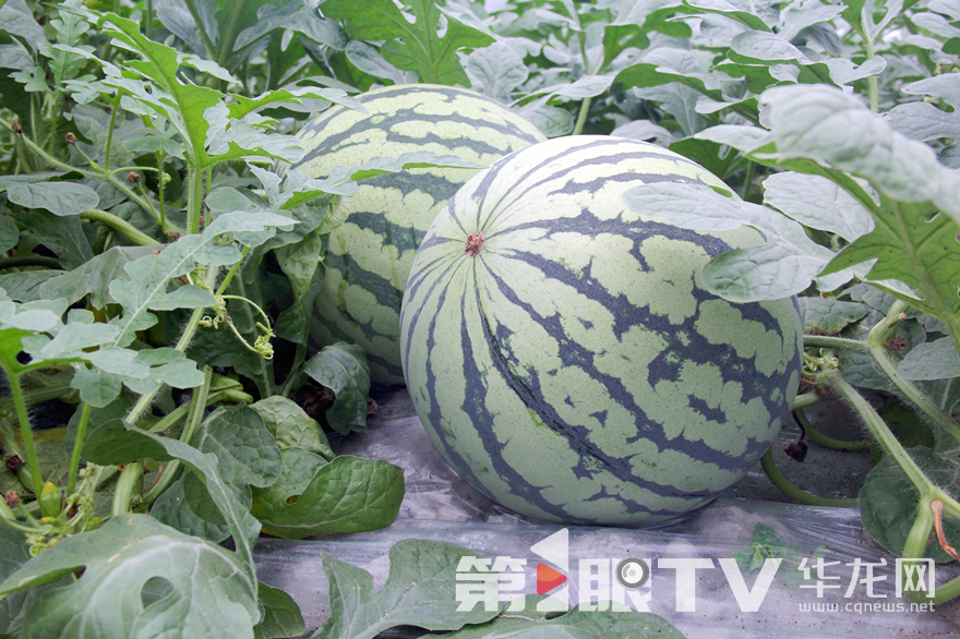 五間鎮土地富硒，種植出的西瓜果皮為綠色花皮，短橢圓形，果型美觀，瓜霜濃厚。第1眼TV-華龍網 張穎綠蕎 攝