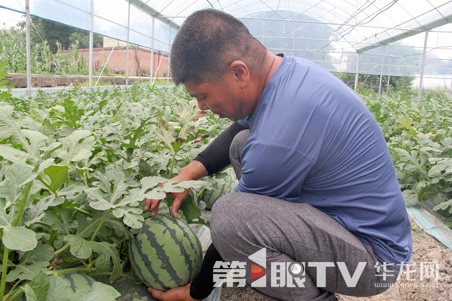 瓜農洪明凱輕叩瓜皮，判斷西瓜成熟度。第1眼TV-華龍網 張穎綠蕎 攝