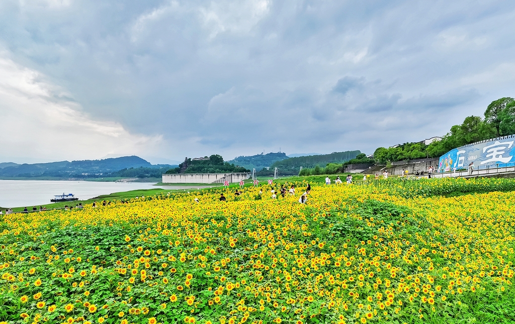 金色花海扮靚石寶寨景區(qū)。通訊員 余鴻 攝