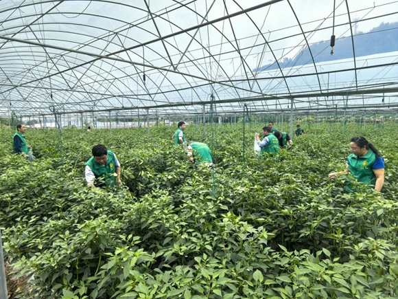 石沱鎮助農志愿服務分隊深入田間地頭為種植戶普及科學育苗種植技術。涪陵區石沱鎮供圖