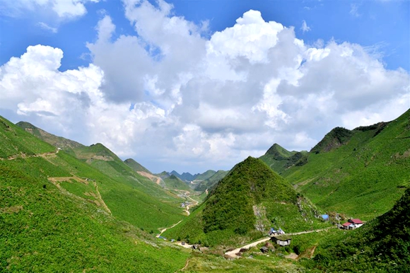 中國(guó)木香之鄉(xiāng)。開州區(qū)委宣傳部供圖